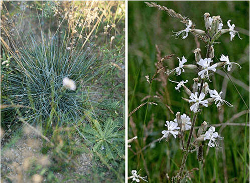 Jaké rostliny zachraňujeme